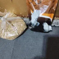 عروس هلندی نر و ماده