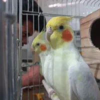 عروس هلندی مولد