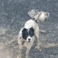 سگ خال مگسی