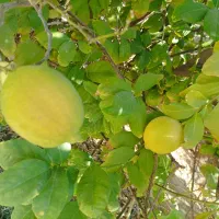 فروش-ویلا-باغ-در-روستایی-زیارتی-سیاحتی-و-باصفا