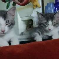 گربه|گربه|شیراز, فاضل|دیوار