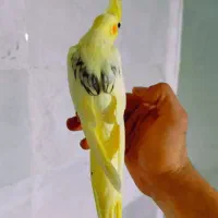 عروس هلندی/گرینچیک