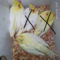 طوطی عروس سرلاکی.تک بالغ .جفت بالغ|پرنده|بهبهان, |دیوار