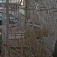 قفس پرنده سایز متوسط