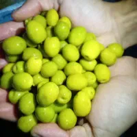 زیتون کنسروی امساله|خوردنی و آشامیدنی|رودبار, |دیوار