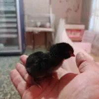 فروش جوجه محلی یک روزه