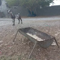 فروش  فوری کهره نرو ماده
