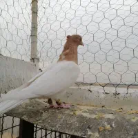 کبوتر|پرنده|شاهین‌شهر, گرگاب|دیوار