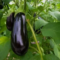 ۵هکتار زمین کشاورزی با آب دایرموتور وقنات|فروش دفتر صنعتی، کشاورزی، تجاری|کهریزک, |دیوار