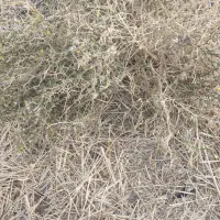 زمین خاری نصفه ای هرکس خواست زنگ بزنه