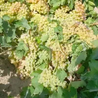 فروش باغ انگور جاده ملایر خنداب