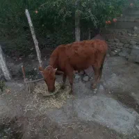 گوساله ماده|حیوانات مزرعه|خدا آفرین, |دیوار