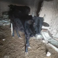 گاوه فروشی|حیوانات مزرعه|زیرکوه, |دیوار