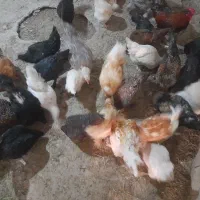 مرغ و خروس پا پر نژاد دار