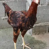 مرغ لاری ۱۰ ماهه