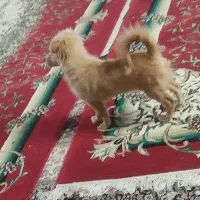 واگذاری پت