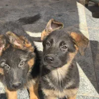 توله ژرمن دوماهه|سگ|چهارباغ, |دیوار