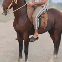 اسب نریون کورسی استارت عالی دوبار کورس کرده مقام 1