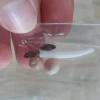 مهره اصل باتخفیف ۸۰۰هزار|بدلیجات|کاشان, امیرکبیر|دیوار