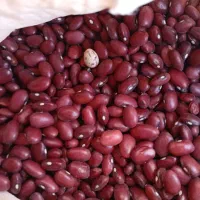 لوبیا قرمز