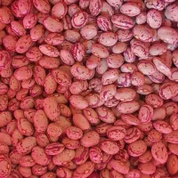 لوبیا چیتی درجه یک