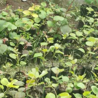 نهال کیوی یک ساله