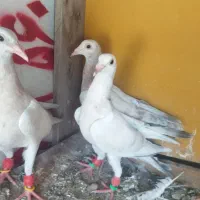 چهار تا مغلف هفرنگ آینده دار