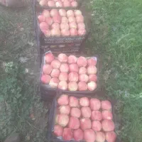 س ی ب   ز ر د   و    ق ر م ز