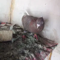 سوسنی چشم نوک|پرنده|مسجد سلیمان, |دیوار