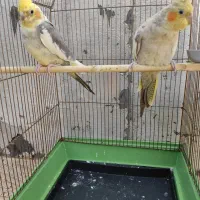 عروس هلندی نر وماده