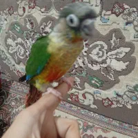 دو عدد جوجه گرینچی سرلاکی دستی