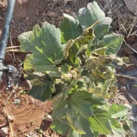 مشاوره در امور زراعی و باغی