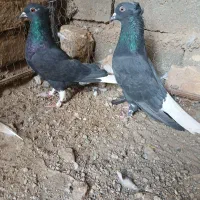 کفتر،نرماده آس|پرنده|تربتحیدریه, بی بی حسنیه|دیوار