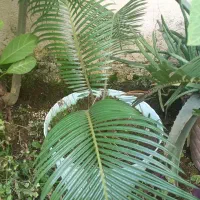 سیکاس.قاشقی عنکبوتی.و..