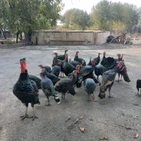 بوقلمون برنز محلی