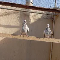 کبوتر فروشی|پرنده|قم, کیوانفر|دیوار