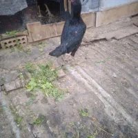 مرغ وخروس لاری|حیوانات مزرعه|تهران, سعیدآباد|دیوار