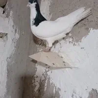 هفرنگ ماده شصتی سیاه نر بدون ایراد شصتی گبود