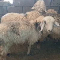 ۳ میش و یه بره معاوزه با بز