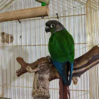 طوطی گرینچیک ماده یلوسایددستی وآماده جفت