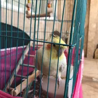 عروس هلندی