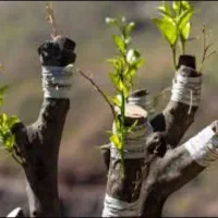 کلیه خدمات باغبانی. مرتب سازی باغچه .هرس. نهال