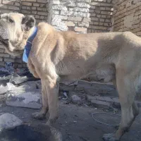 سک سرابی|سگ|رباط‌کریم, نصیرشهر|دیوار