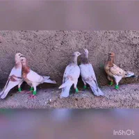 پرنده