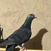 کبوتر