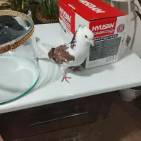 کفتر