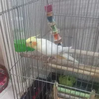 فروش عروس هلندی|پرنده|صدرا-فارس, فاز ۲|دیوار