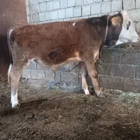 گوساله