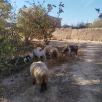 گوسفندوبز همراه کهره فروشی