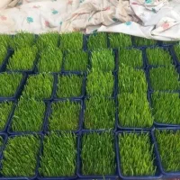 سبزه عید|گل و گیاه طبیعی|برازجان, |دیوار